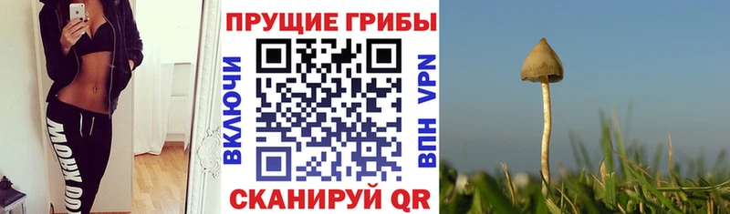 Галлюциногенные грибы Magic Shrooms Куса