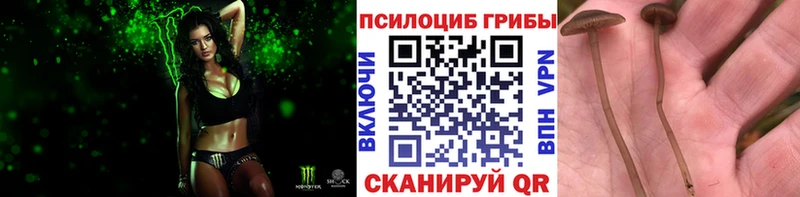 Псилоцибиновые грибы прущие грибы  blacksprut ссылки  Куса 